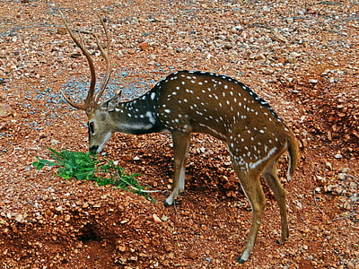 斑点を付けられたシカ, アクシスジカ, cheetal, ガダグ, カルナータカ州, インド, 野生