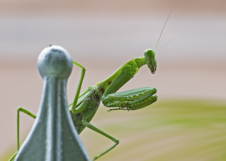 Praying mantis, côn trùng, màu xanh lá cây, lỗi, chân, vĩ mô, động vật ăn thịt