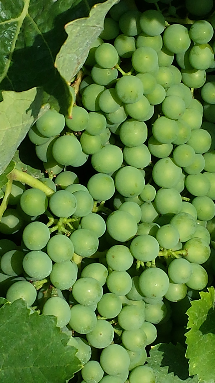 ブドウ, 新しいワイン, 未熟です, グリーン, ワインの収穫, 秋, ワイン