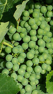 uvas, vino nuevo, no madura, verde, cosecha del vino, otoño, vino