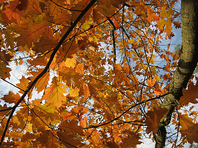 listi, jeseni, pojavljajo, oranžna, zlati, svetlo, prosojna
