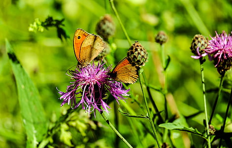 Метелик, lycaon, пара, Комаха, тварини, edlfalter, колір