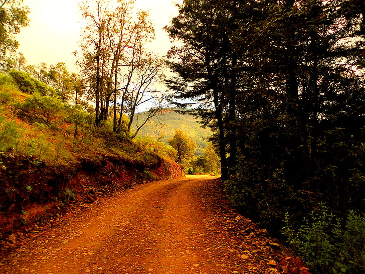 árboles, color de otoño, naturaleza, árbol, otoño, bosque, carretera
