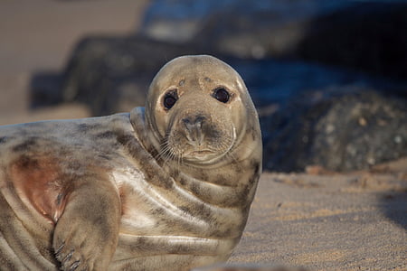 seal, beach, nature, wildlife, marine, animal, young