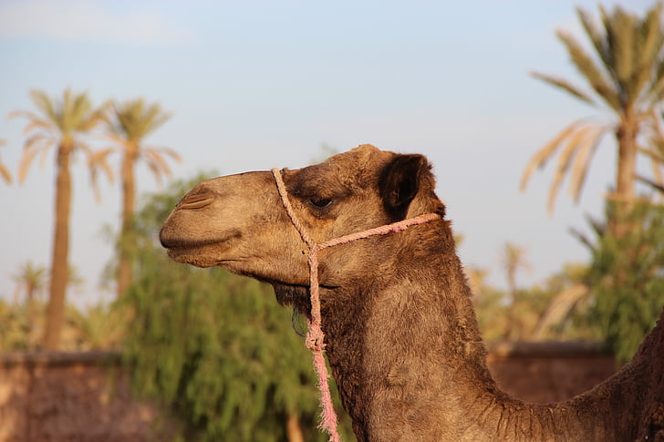cammello, Marrakech, animale
