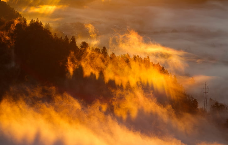 Foto, bosque, oro, hora, nube, árbol, niebla