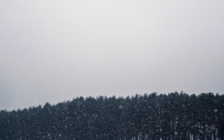 photo, trees, winter, snowing, blizzard, sky, cloudy