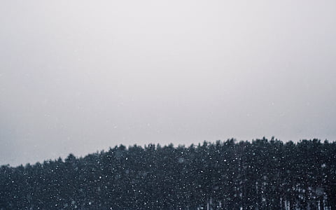 снимка, дървета, зимни, сняг, Снежна виелица, небе, мътен