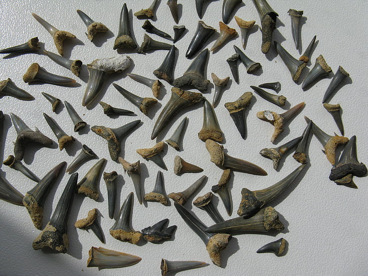 hajtänder, fossiler, Hai, utdöda, sten, förhistorisk tid, meeresbewohner