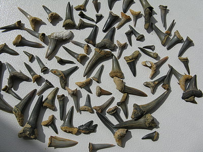 Haifischzähne, Fossilien, Hai, ausgestorben, Stein, Urzeit, Meeresbewohner