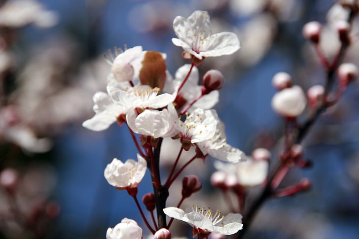 pohon almond, bunga, kelopak, putih, merah muda, biru, pohon