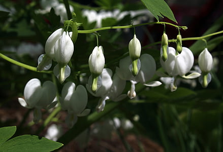 bleeding heart white, eicentra spectabilis, flower, perenial, garden, natuire, blooming