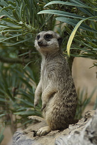 sentry, supervisor, watch, supervision, guard, meerkat, nature