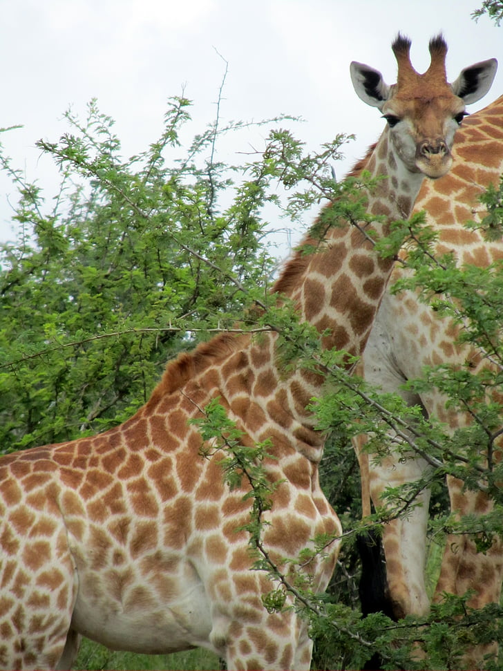 bebê, Africano, macho, girafa, animal, fauna, eatting