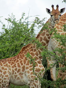 baby, Afrikaanse, man, Giraffe, dier, fauna, eatting