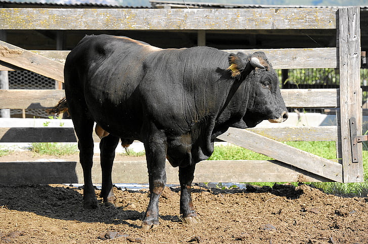 bull, beef, livestock, ruminant, cattle