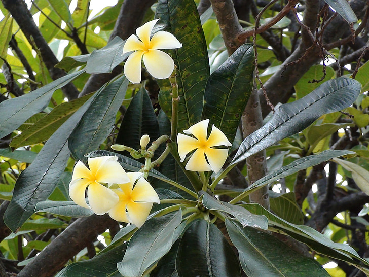 Plumeria, virág, trópusi, természet, fehér, sárga, Hawaii
