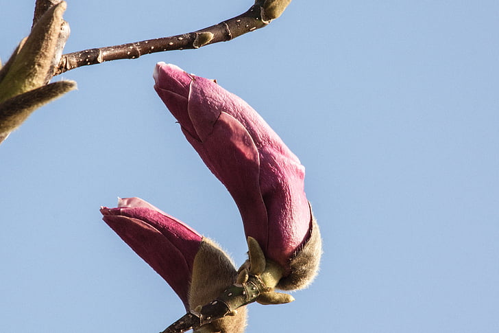 Magnolia, Blossom, Bloom, Bush, forår, plante, natur