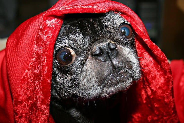 Pug, cobertor, olhos, cão, animal de estimação, bonito, engraçado