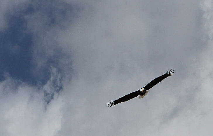 bald eagle, bay, bầu trời, đám mây, đôi cánh, động vật ăn thịt, con chim