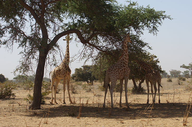 girafes, animaux, sauvage, Niger, Kouré, repas, l’Afrique