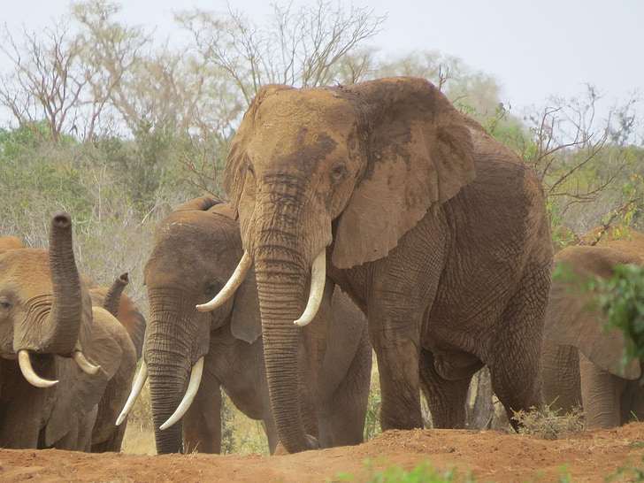 sloni, Keňa, Afrika, savec, Safari, Africká, volně žijící zvířata