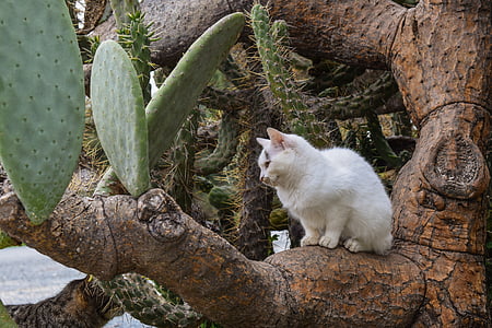 cat, stray, young, sitting, prickly pear, animal, cute