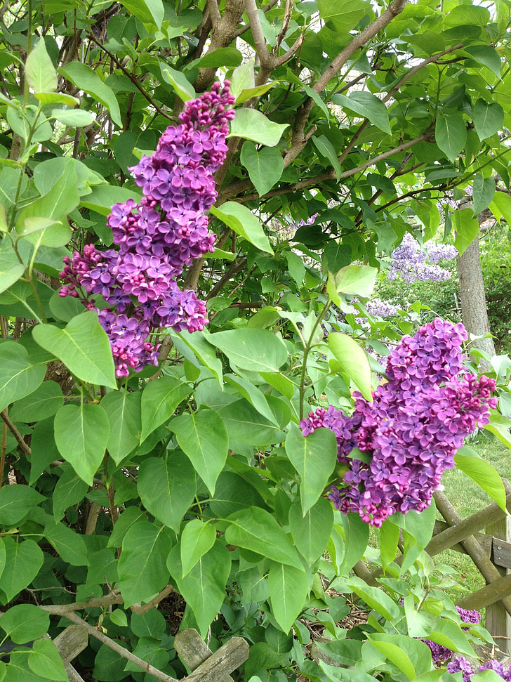 lilac, purple, syringa, ornamental shrub, violet, spring, flowers