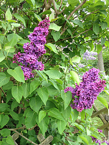 Lila, paars, Syringa, decoratieve struik, Violet, lente, bloemen