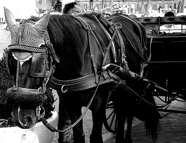 horses, black and white, reflection, cooperation, sled, the coach