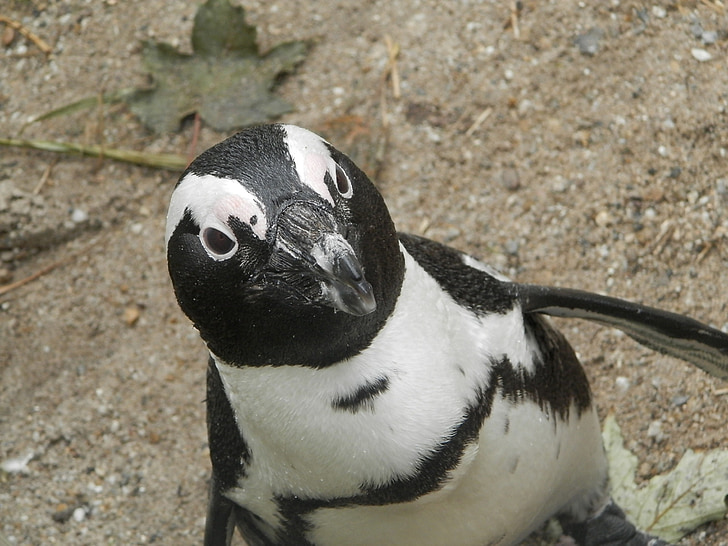 pingüí, negre, blanc, animal, sorra, zoològic, natura