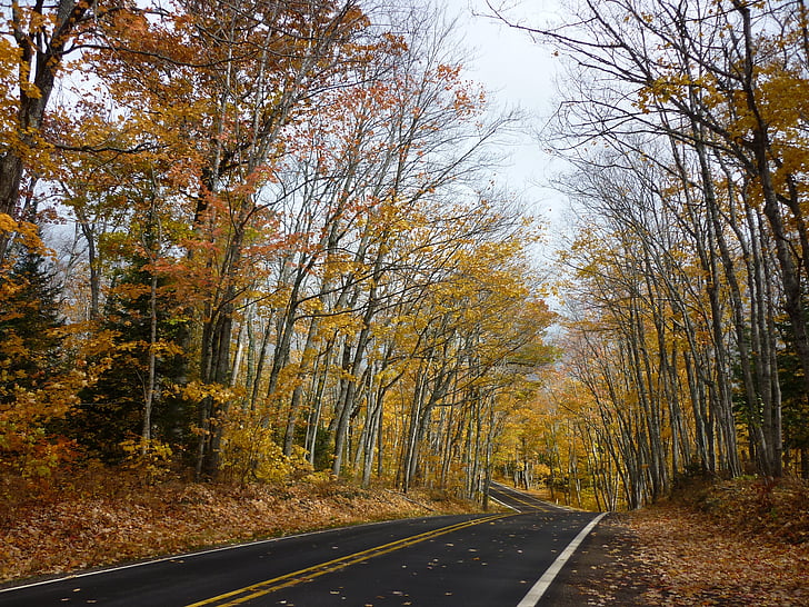 road, winding, autumn, travel, scenic, country, forest
