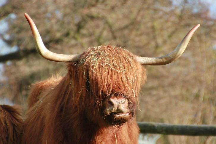 Scottish highland, hovädzie mäso, zviera, hnedá, zvieratá, hovädzí dobytok, zviera portrét