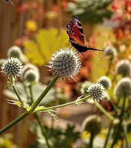Sân vườn, Thiên nhiên, bướm, Thistle, mùa hè
