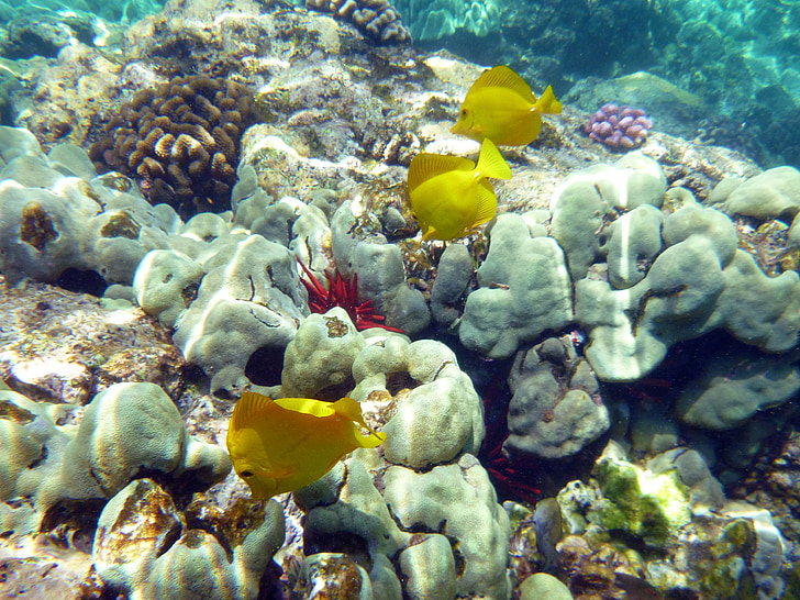 Coral, fisk, Underwater, fauna, Marine, Hawaii