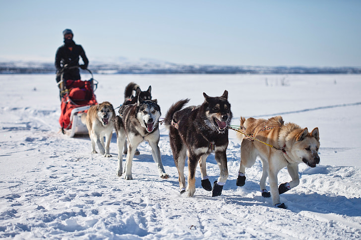 kutyák, szánkó, csapat, kutyaszán, csapatmunka, téli, hó