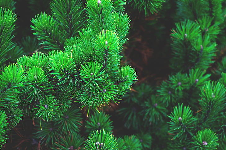 pine, plant, tree, branch, needles, conifer, pine needles