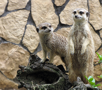 Meerkats, jardim zoológico, animais, jardim zoológico, surykatka, natureza, mamífero