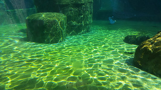 подводни, под, вода, аквариум, meeresbewohner, природата, плуване