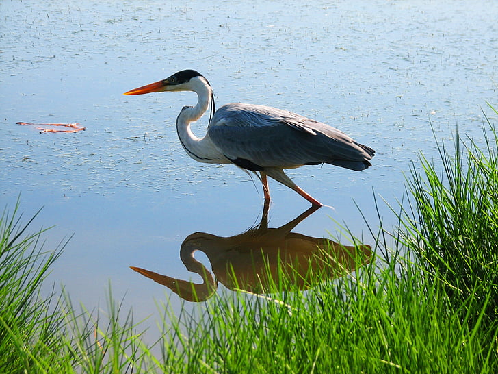 pájaro, espejo, naturaleza, agua, Rio, estanque