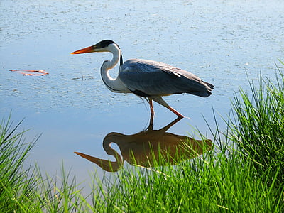 bird, mirror, nature, water, rio, pond