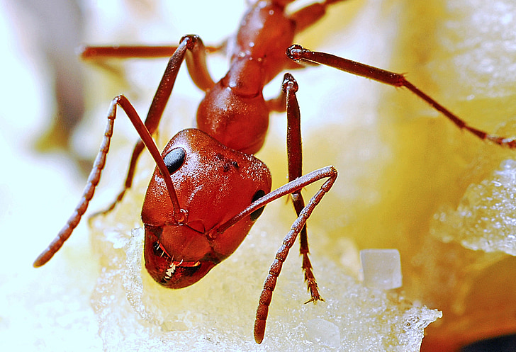 мравка, макрос, насекоми, подробни, природата, червен, антена