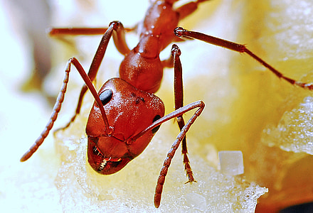 Ant, makro, insekt, detaljerad, naturen, röd, antenn