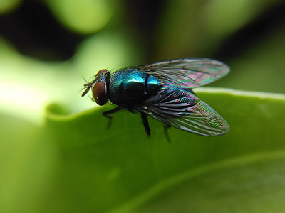 letenje, insektov, narave, prosto živeče živali, bug, zelena, živali