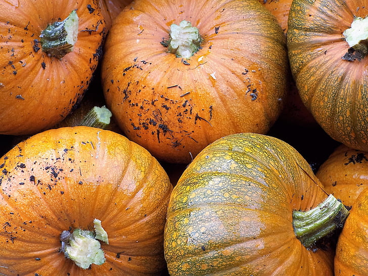 pumpkins, garden, harvest, pumpkin, autumn, vegetable, halloween