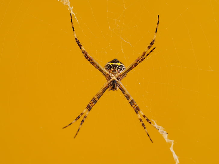 pók, rovar, Arachnophobia, Arachnid, Borostyán, Web, pók hálójában