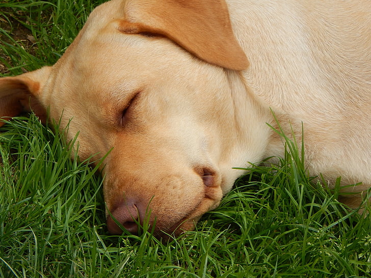 perro, sueño, hierba, animales de compañía, animal, lindo, al aire libre