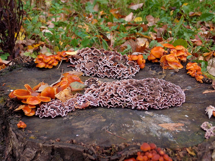 stump, autumn, mushroom, nature, forest, tree fungus, leaf