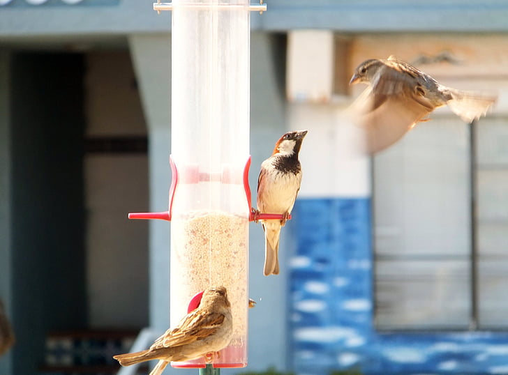 birds, pecking order, bird feeder, animals, eating, feeding, avian