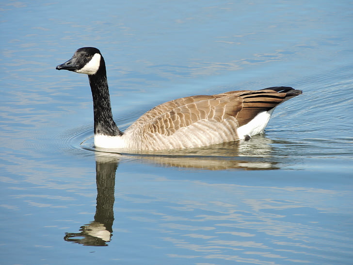 snow goose, canadian snow goose, goose, bird, nature, reflection, water